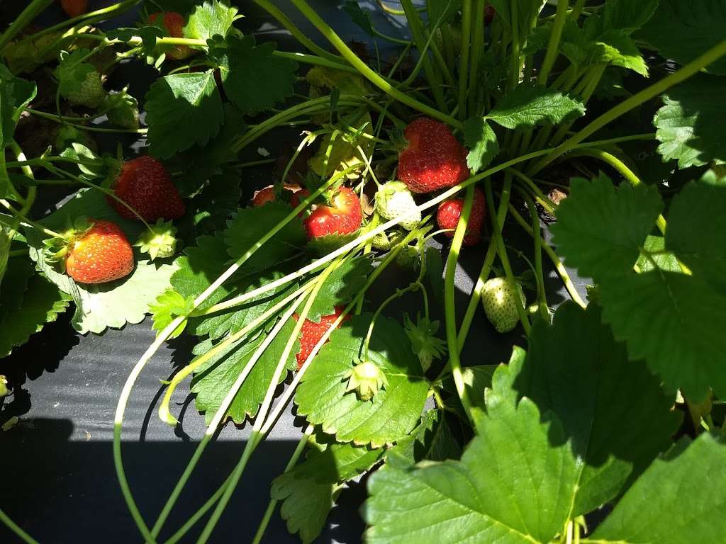 Wegmeyer Farm - Oatland Strawberry Picking | 355404640000, Leesburg, VA 20175, USA | Phone: (540) 751-1782