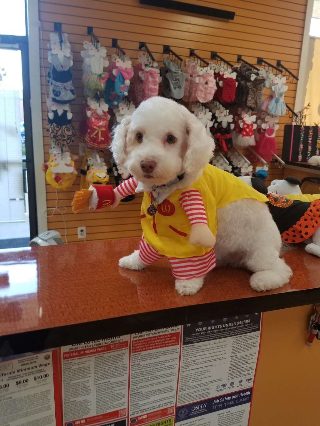 Its a Doodle Pet Grooming | 5542 South St, Lakewood, CA 90713 | Phone: (562) 925-0500