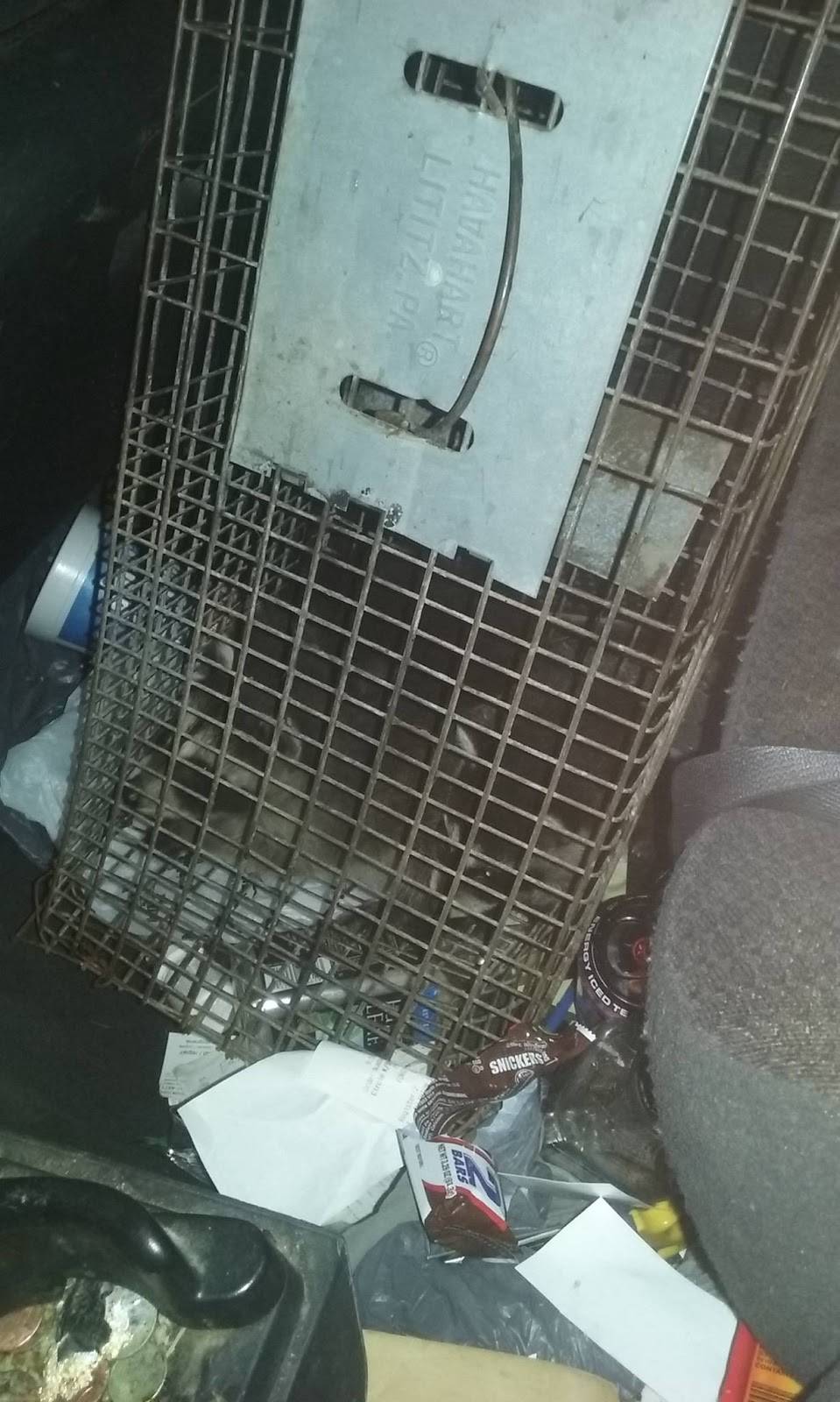 Humane Raccoon Removal Greensboro | 222 S Swing Rd #11, Greensboro, NC 27409, USA | Phone: (336) 904-2099