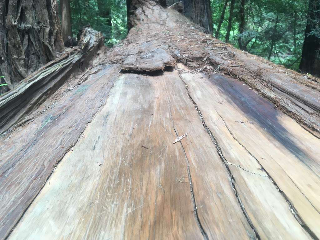 Muir Woods National Monument | 1 Muir Woods Rd, Mill Valley, CA 94941, USA | Phone: (415) 561-2850