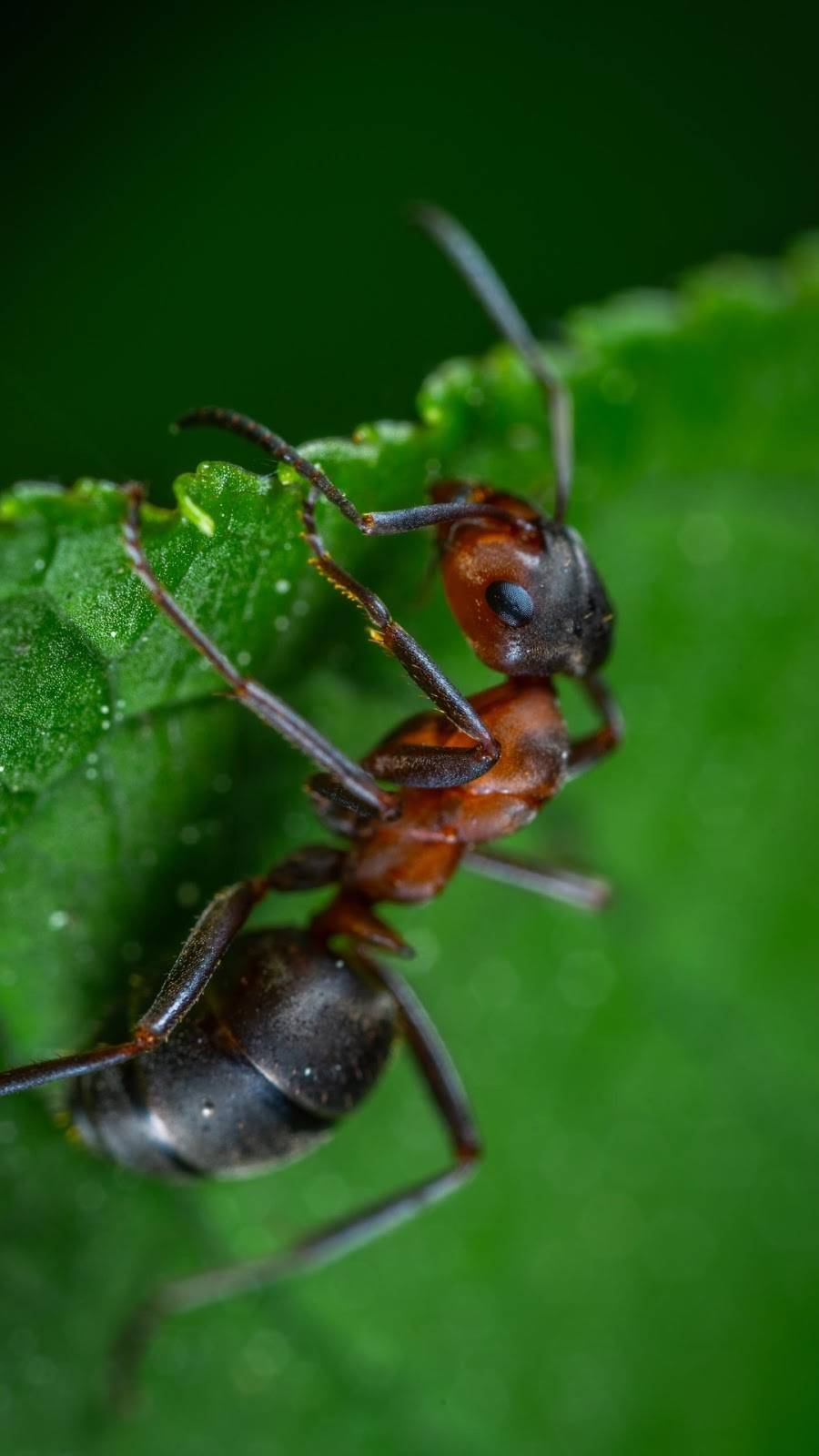 Termite Pest Control | 7717 Wolverine Dr, Corpus Christi, TX 78414 | Phone: (361) 400-0689