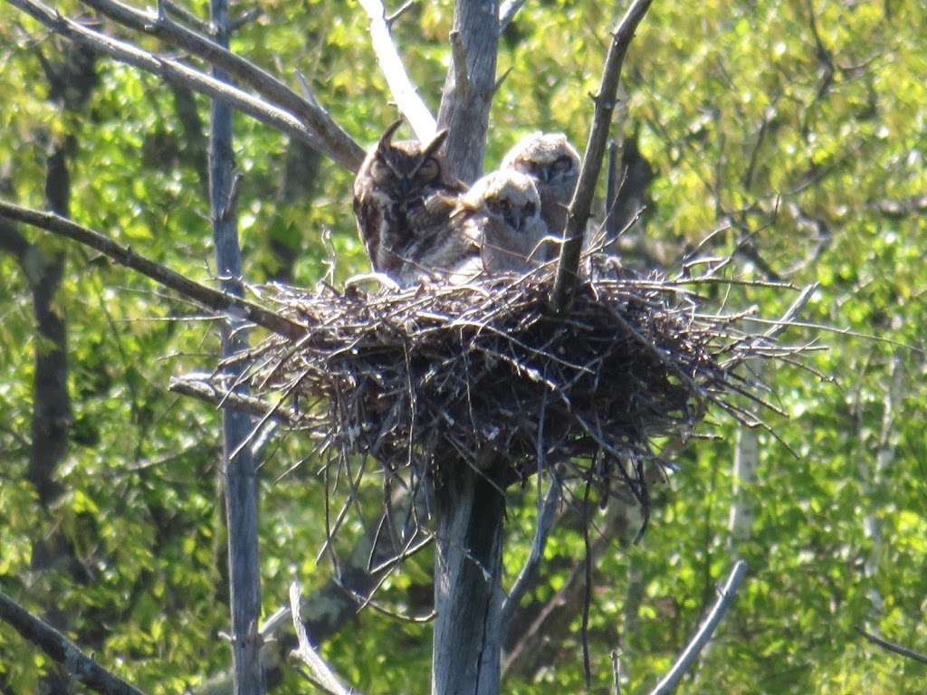 Mass Audubons Rocky Hill Wildlife Sanctuary | Cardinal Lane, Groton, MA 01450, USA | Phone: (978) 464-2712
