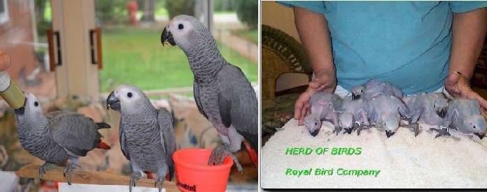 Royal Bird Company Avicultural Breeding Research Center | 2804 NC-150, Lincolnton, NC 28092 | Phone: (704) 735-8601