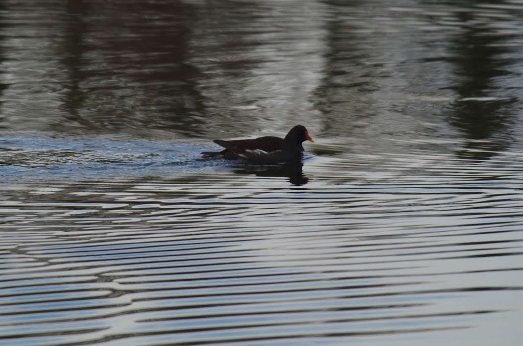 Bay Pond, Surrey Wildlife Trust | Little Place Farm, Godstone RH9 8LT, UK | Phone: 01372 379509