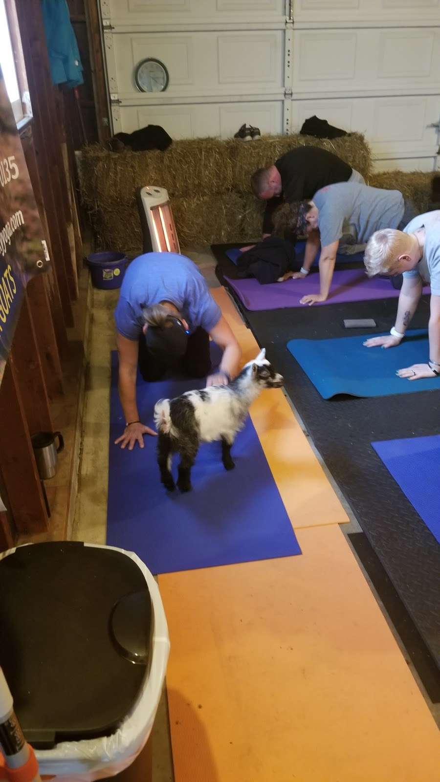 Happy Goat Lucky Yoga | 1212 Westfield Rd, Noblesville, IN 46062, USA | Phone: (317) 584-0135