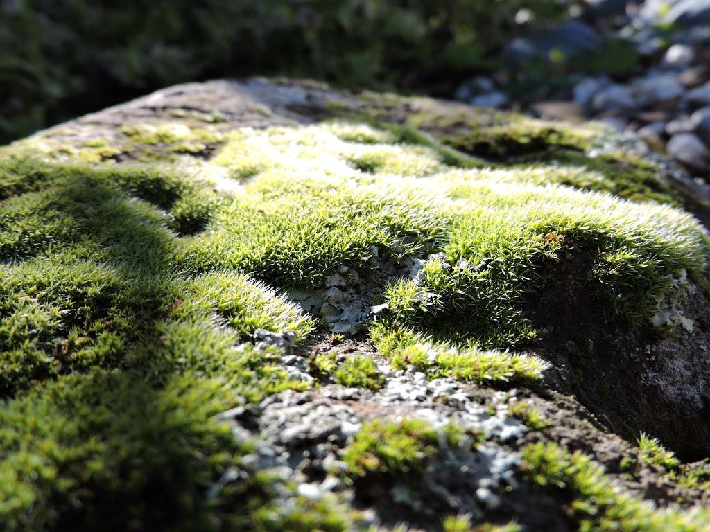 Hillside Natural Area | 7501 Schmidt Ln, El Cerrito, CA 94530, USA