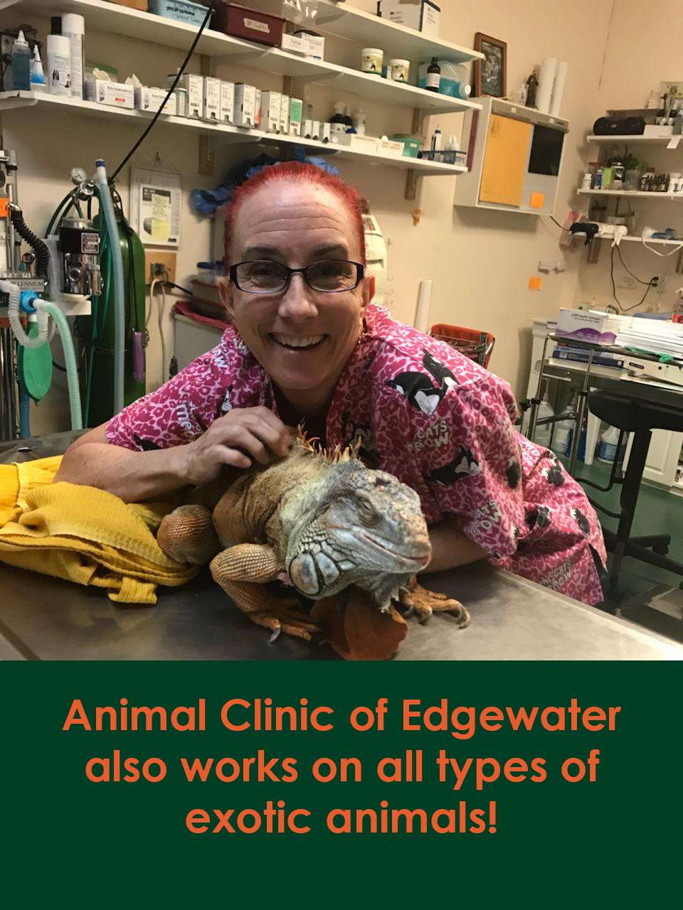 Animal Clinic of Edgewater | 2339 S Ridgewood Ave, Edgewater, FL 32141 | Phone: (386) 426-5532