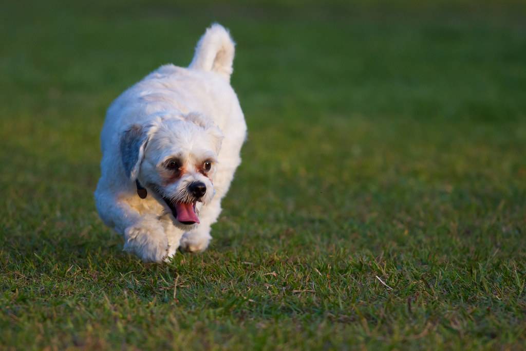 North Gasline Trail Dog Park | Gas Line Trail, Anchorage, AK 99507, USA | Phone: (907) 343-4355