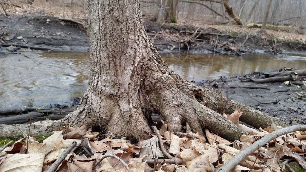 Meacham Grove Nature Preserve | Circle Ave, Bloomingdale, IL 60108, USA | Phone: (630) 933-7248