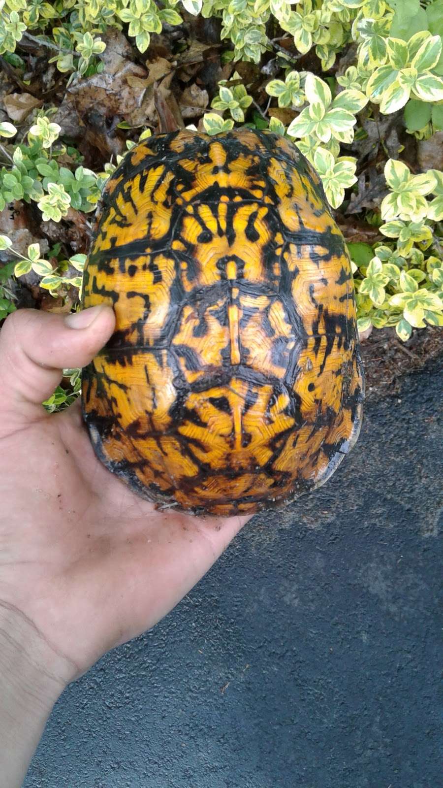 Strathmore Park in Dix Hills, NY 11746, USA