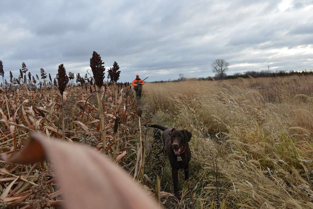 Coon Creek Hunt Club | 11050 Slough Rd, Garden Prairie, IL 61038, USA | Phone: (847) 603-4868