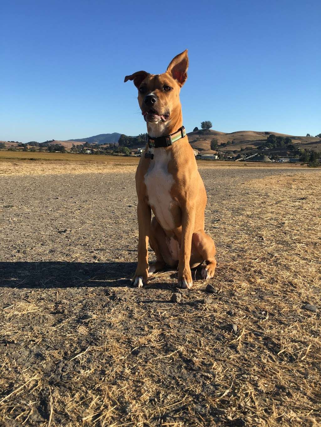 Rocky Memorial Dog Park | Casa Grande Rd, Petaluma, CA 94954, USA | Phone: (707) 565-2041