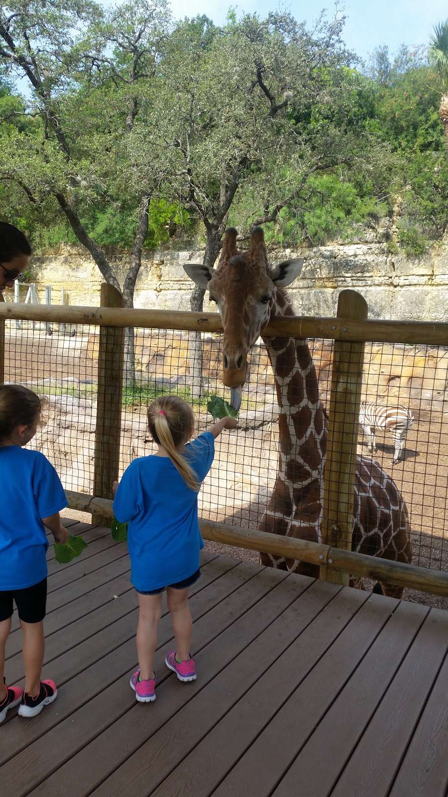 Incarnate Word High School | 727 E Hildebrand Ave, San Antonio, TX 78212, USA | Phone: (210) 829-3100