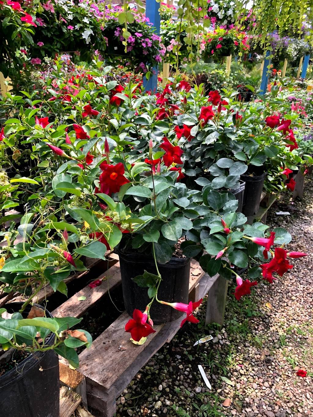 Natius Garden Plants | 21909 Eastex Freeway Service Rd, Kingwood, TX 77339 | Phone: (713) 870-7686