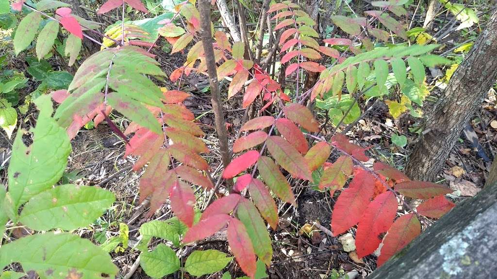 Little Red Schoolhouse Nature Center | 9800 Willow Springs Rd, Willow Springs, IL 60480, USA | Phone: (708) 839-6897