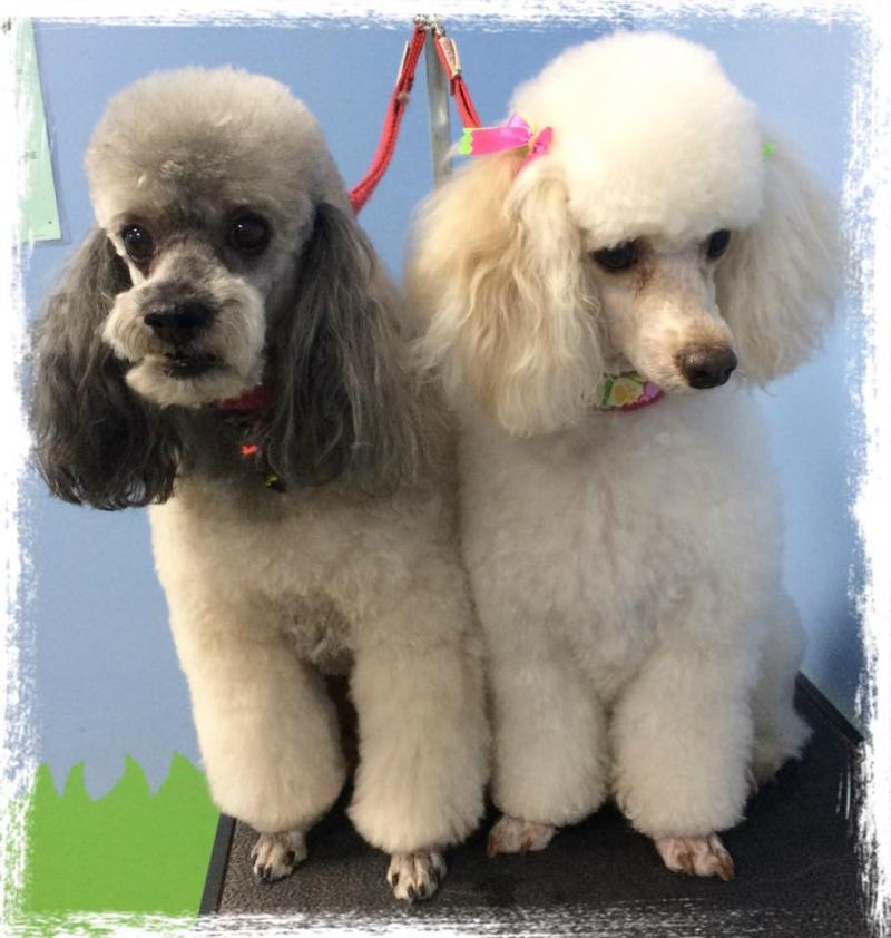 Furry Tails Pet Grooming | 865 Cypress Pkwy, Poinciana, FL 34759, USA | Phone: (407) 343-7700