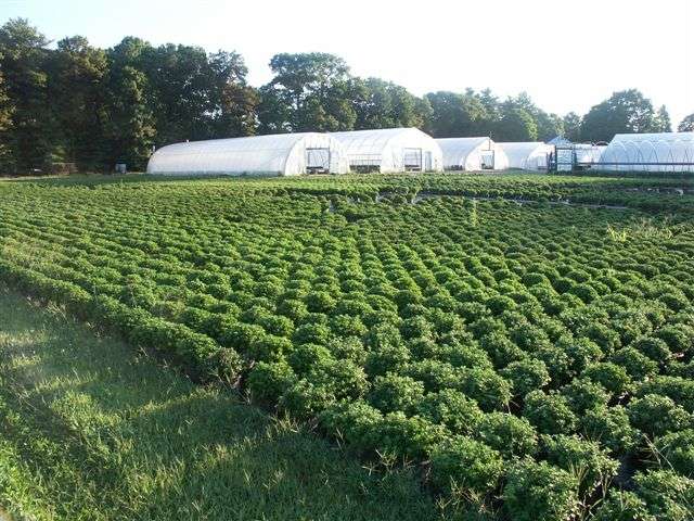 Dargoonian Farms | 23 Blanchard St, Andover, MA 01810, USA | Phone: (978) 475-1918