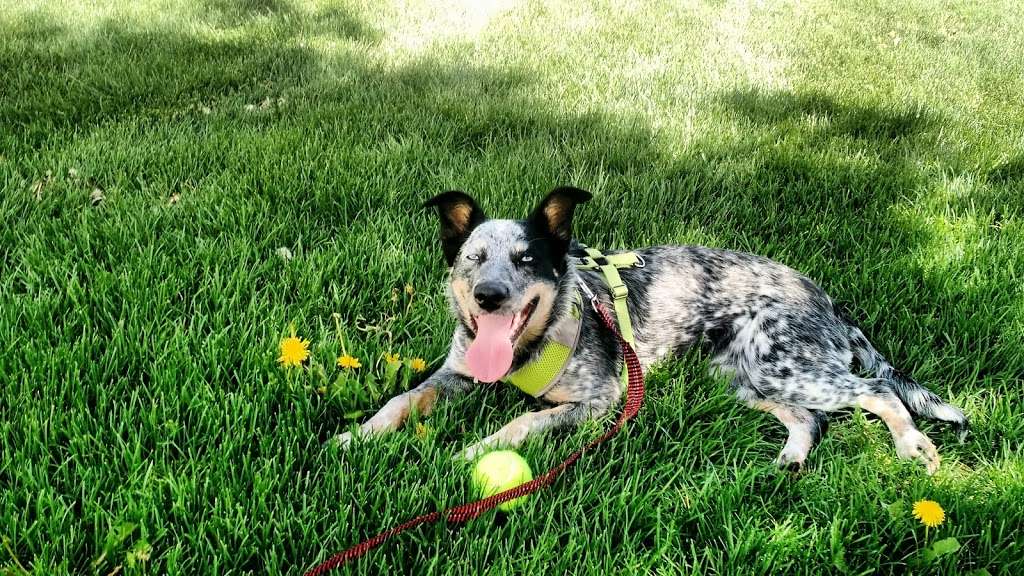 Douglas County Off-leash Area | 1100 Plum Creek Pkwy, Castle Rock, CO 80104, USA