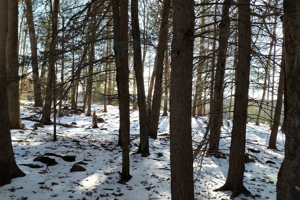 Damascus Forest Trail | 109 Maccubbins Rd, Beach Lake, PA 18405