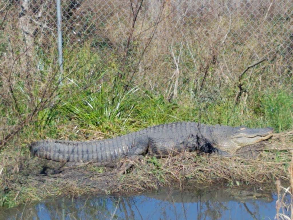 Crocodile Encounter | 23231 County Rd 48, Angleton, TX 77515, USA | Phone: (281) 595-2232