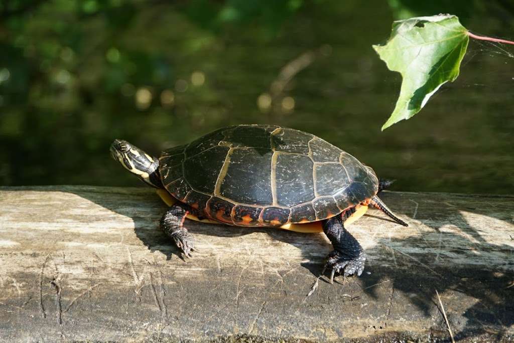 Wildlands Trust - Halfway Pond Conservation Area | Mast Rd, Plymouth, MA 02360, USA | Phone: (781) 934-9018