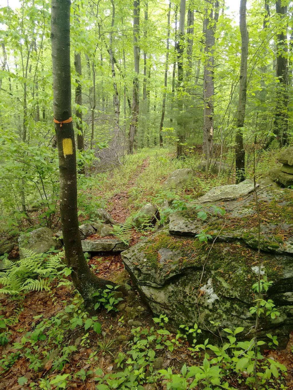 Rocky Pond Community Forest | Green St, Boylston, MA 01505, USA