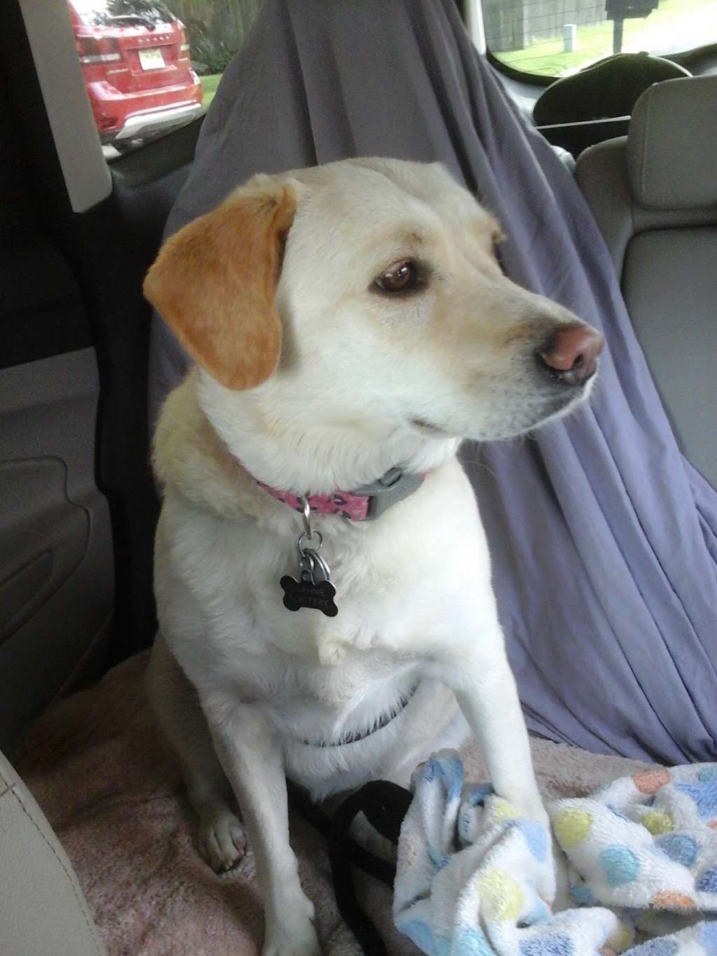 Bryan Animal Hospital | 102 Burrs Rd, Westampton, NJ 08060, USA | Phone: (609) 267-0304