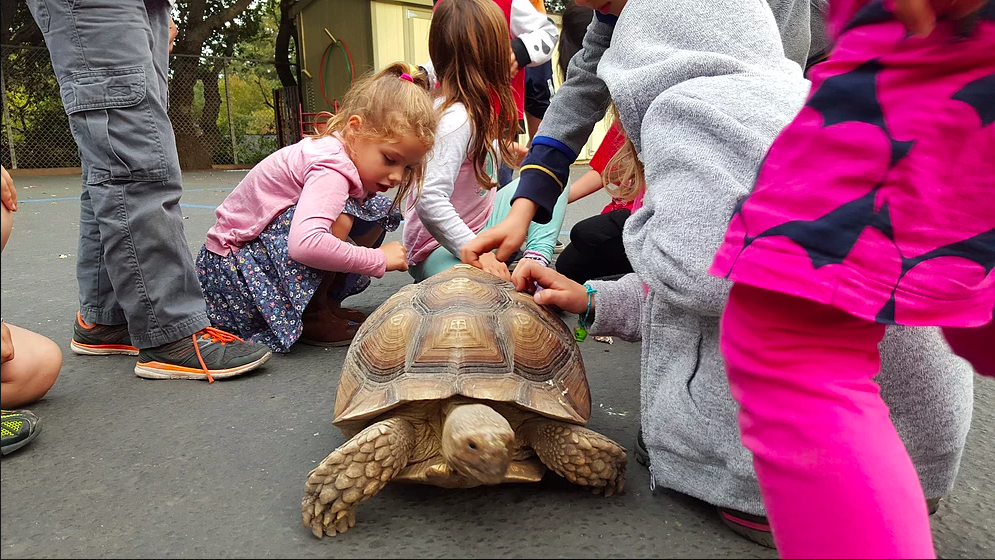 Serendipity School | 2820 Ponce Avenue, Belmont, CA 94002 | Phone: (650) 596-9100