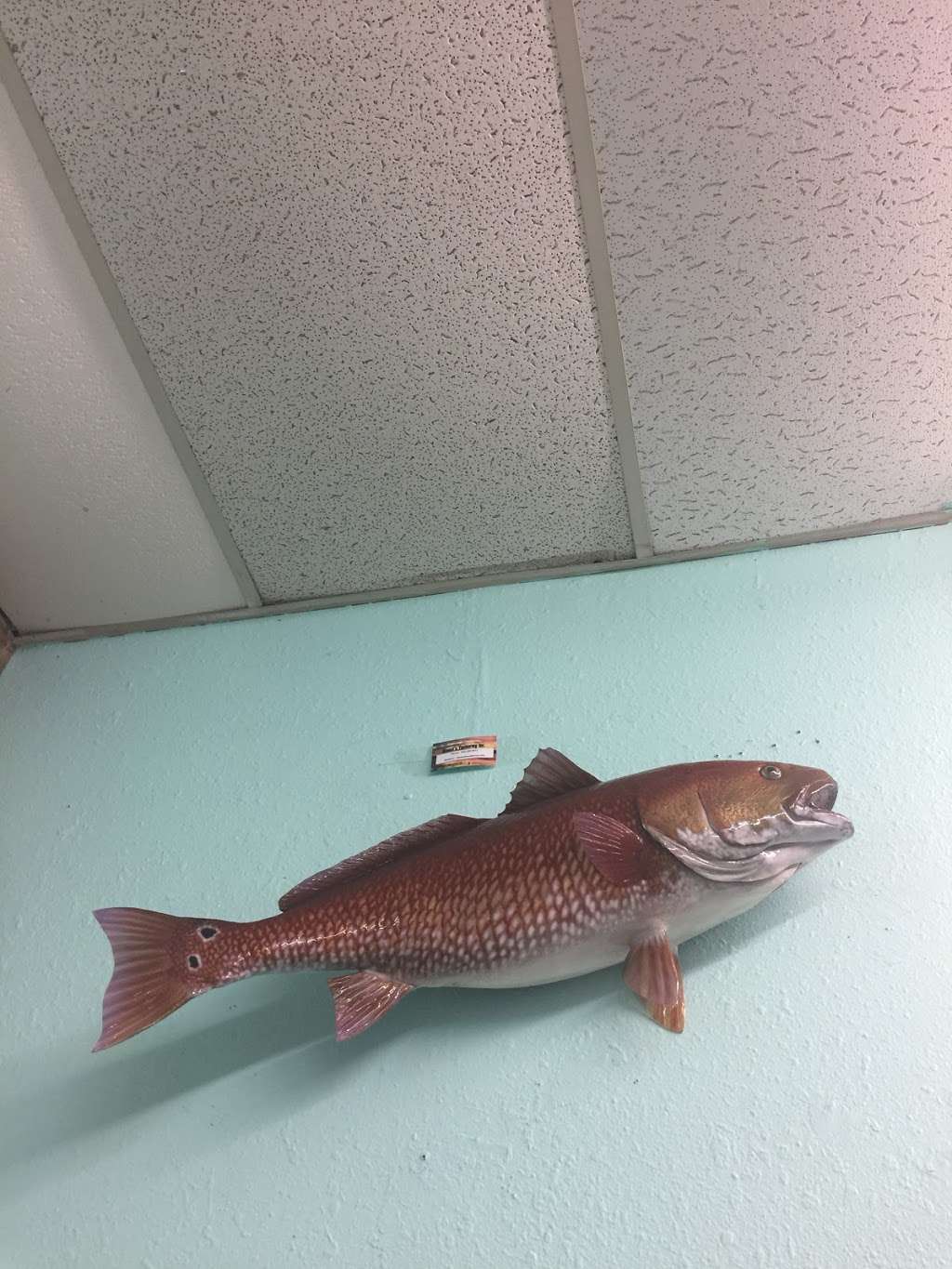 Big Fish Bait & Tackle | 6908 US Hwy 98 N, Lakeland, FL 33809 | Phone: (863) 815-9492