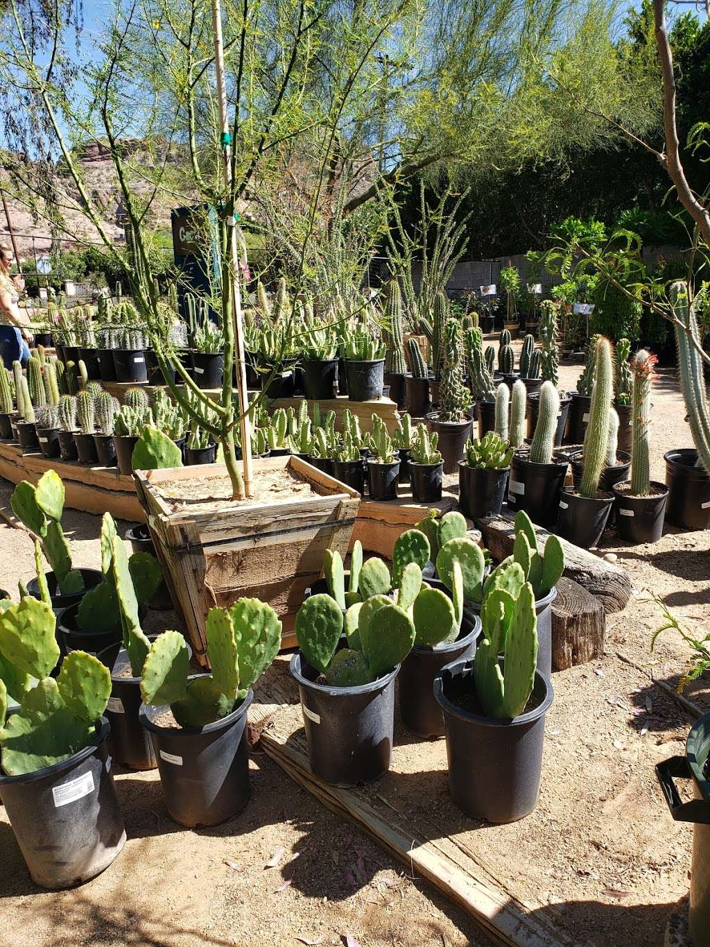 Berridge Nurseries | 4647 E Camelback Rd, Phoenix, AZ 85018, USA | Phone: (602) 952-8080