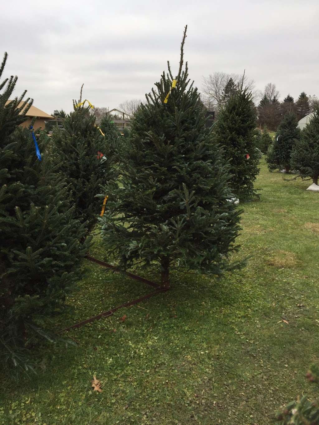 Gorman Tree Farm** Closed for the season** | 6607 W Bruns Rd, Monee, IL 60449, USA | Phone: (708) 534-2375