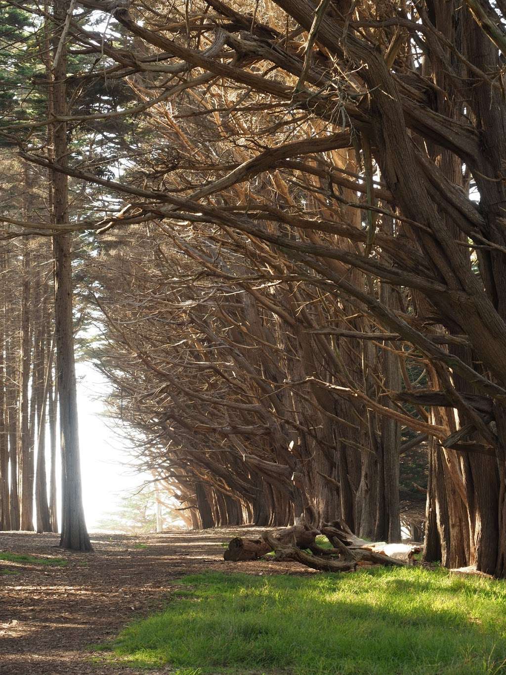 Seal Cove Cypress Tree Tunnel | Bluff Trail, Moss Beach, CA 94038