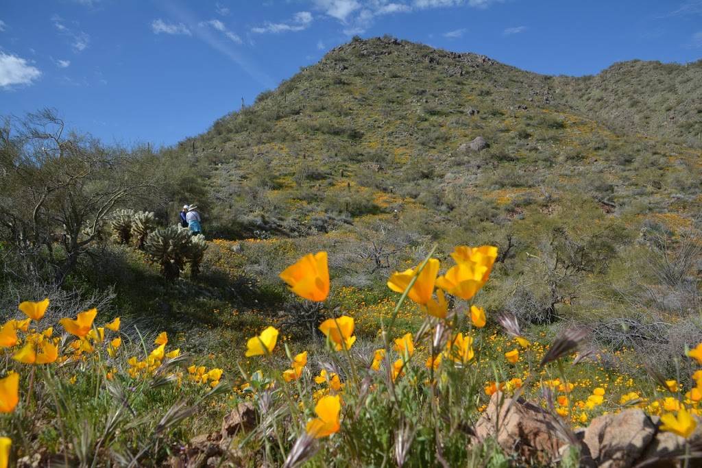 McDowell Mtn Preserve | N Eagle Ridge Dr, Fountain Hills, AZ 85268, USA