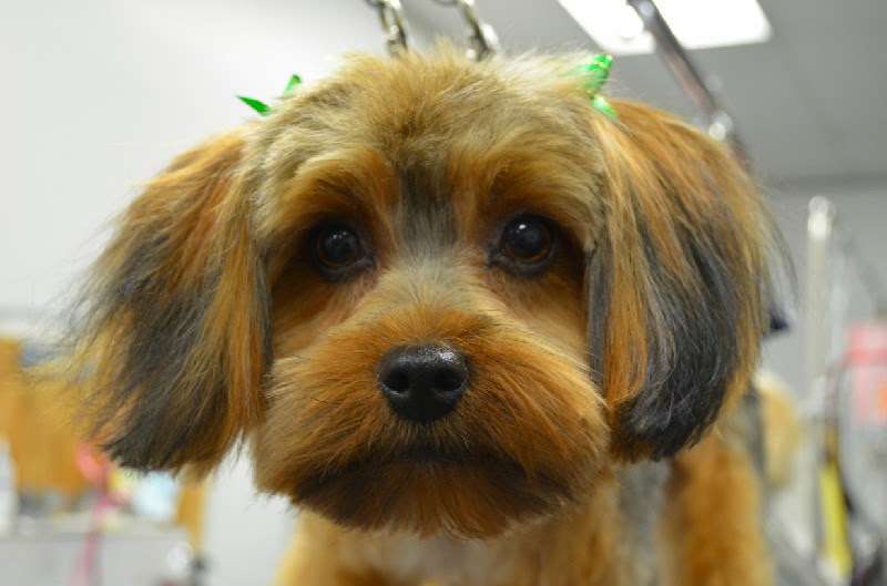 Sophies Wags to Whiskers | 20687 Amar Rd #7, Walnut, CA 91789, USA | Phone: (909) 594-4092