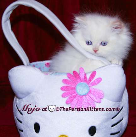 THE PERSIAN KITTENS | 780 Army Trail Rd Ste #216, Carol Stream, IL 60188, USA | Phone: (630) 956-4823