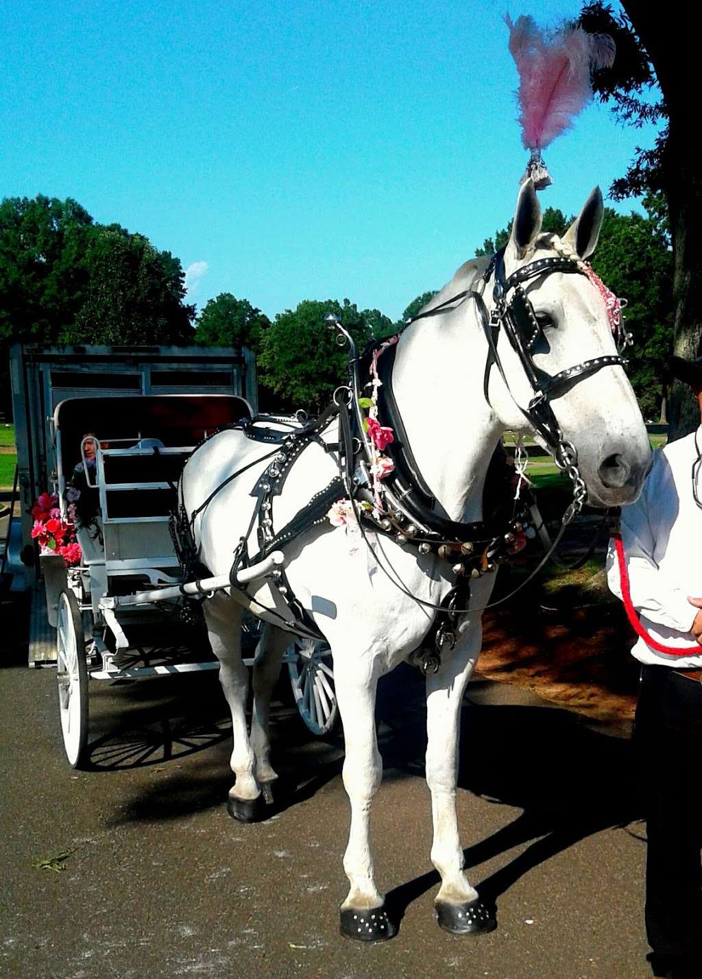 Horse & Carriage Ltd | 3210 Old Mocksville Rd, Salisbury, NC 28144, USA | Phone: (704) 633-0852