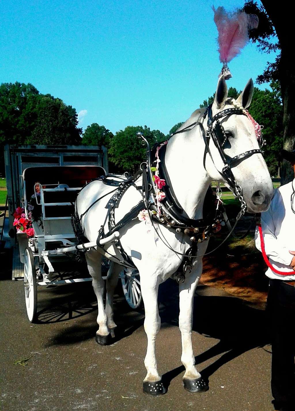 Horse & Carriage Ltd | 3210 Old Mocksville Rd, Salisbury, NC 28144 | Phone: (704) 633-0852