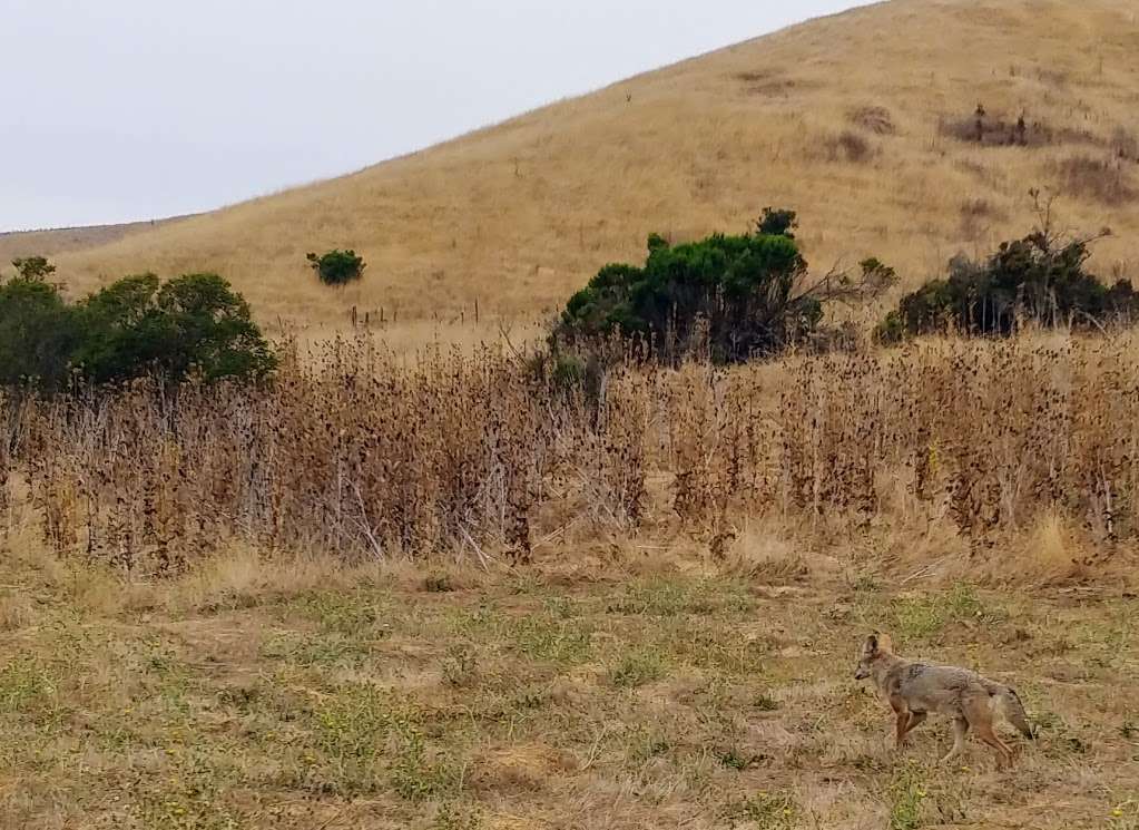 EBMUD Valle Vista Staging Area | Moraga, CA 94556, USA | Phone: (866) 403-2683