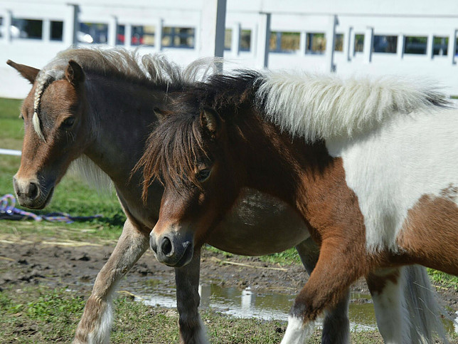 Golden Saddles | 17490 SW 58th St, Southwest Ranches, FL 33331, USA | Phone: (617) 939-1033