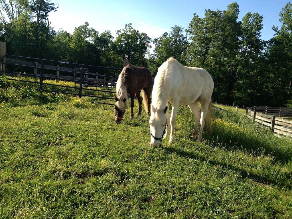 Hollywood Pony Farm | 25050 Peregrine Way, Hollywood, MD 20636, USA | Phone: (240) 298-3248