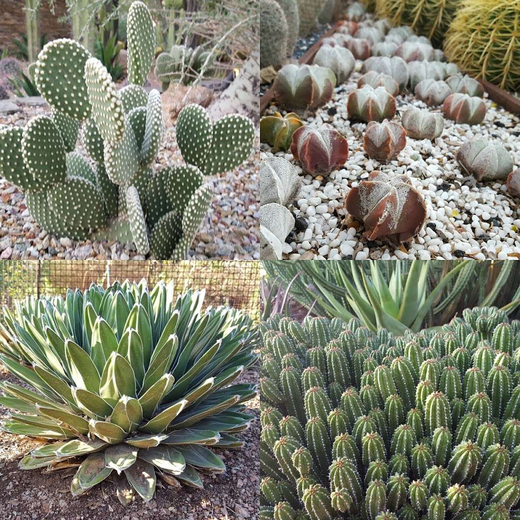 Desert Botanical Garden | Phoenix, AZ 85008, USA