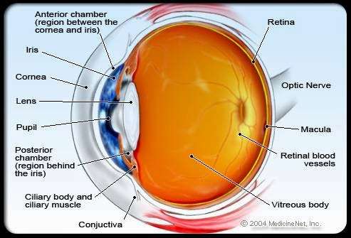 Noyce Family Eye Care | 8801 W 95th St, Overland Park, KS 66212, USA | Phone: (913) 499-8404