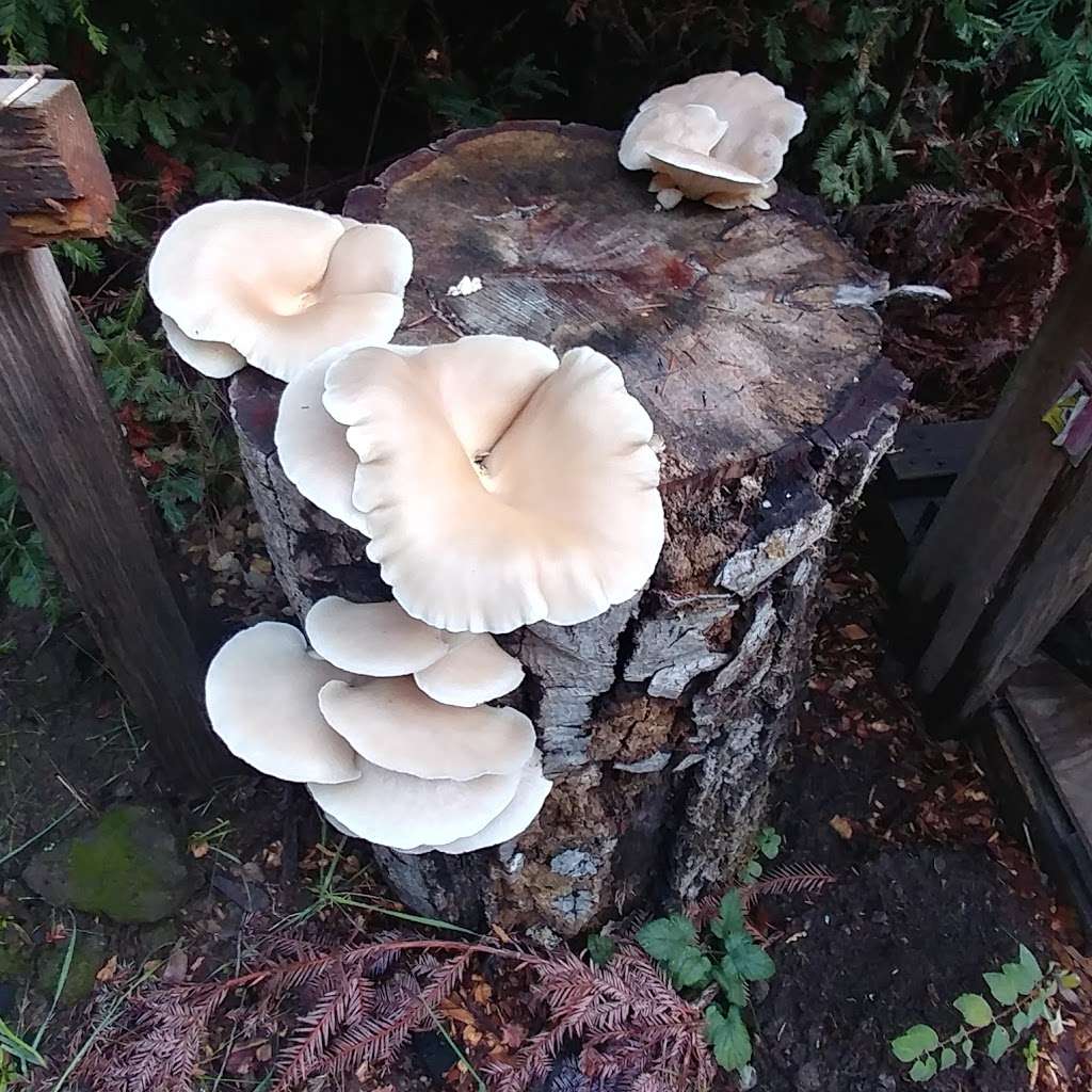 McCormick Creek Camp & Gardens LLC | 9921 Pescadero Creek Rd, Loma Mar, CA 94021, USA McCormick Creek Camp & Gardens LLC | 9921 Pescadero Creek Rd, Loma Mar, CA 94021, USA