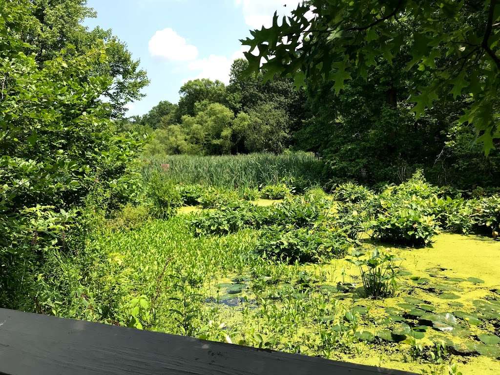 Mitsubishi Wetlands - NY BotanicalGarden | The Bronx, NY 10458, USA | Phone: (718) 817-8700
