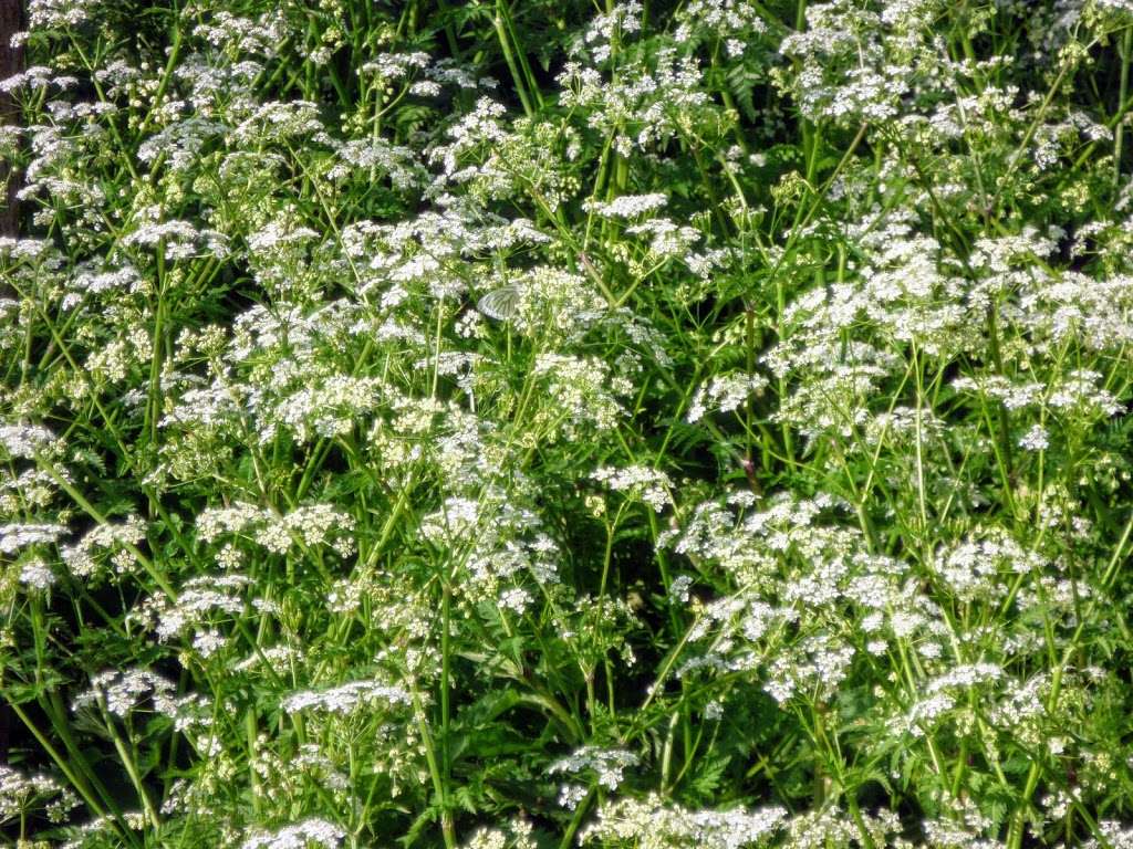 Crossness Nature Reserve | Belvedere, Erith DA17 6FP, UK