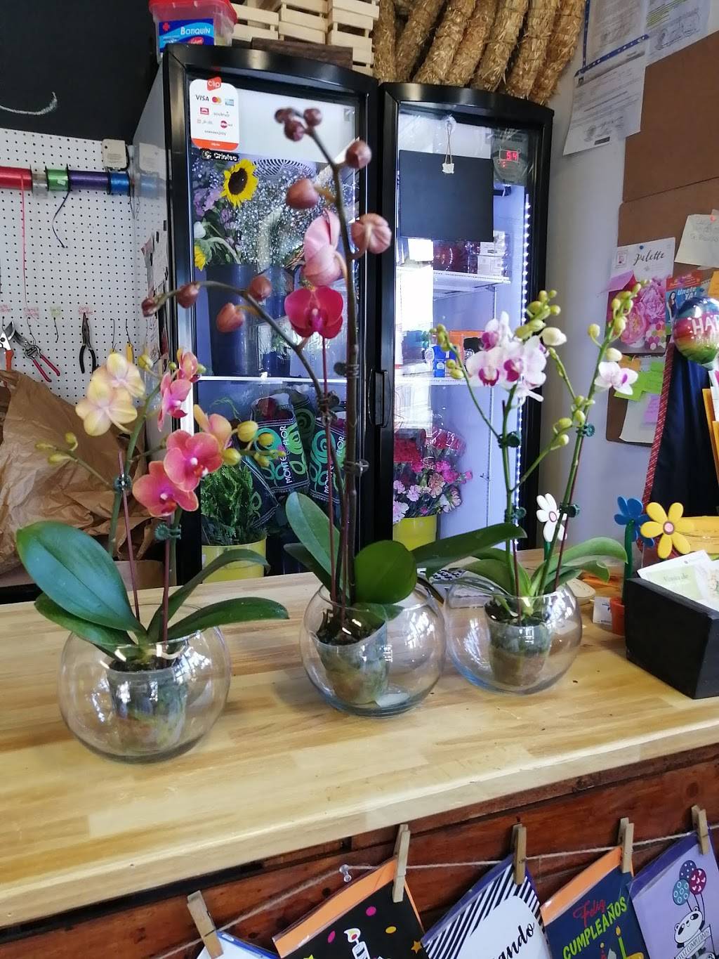 Flores Gea (Flores y Plantas) | Panamericana 9307, Panamericano, 22647 Tijuana, B.C., Mexico | Phone: 664 164 2662