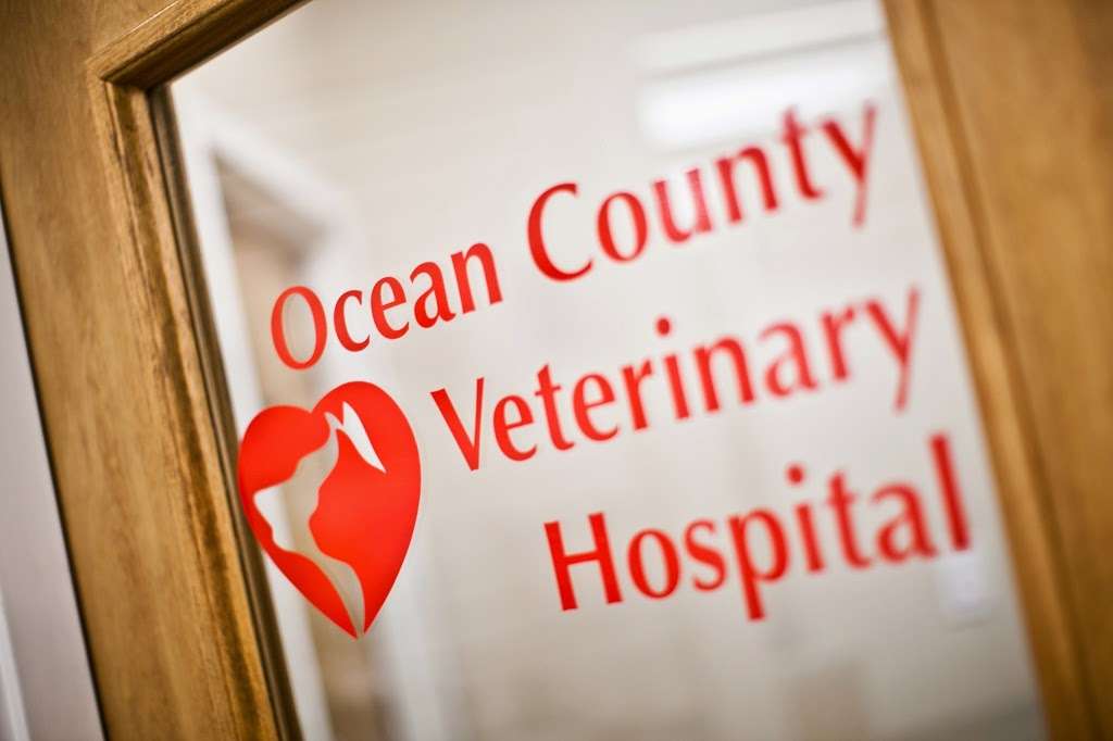 Ocean County Veterinary Hospital | 838 River Ave, Lakewood, NJ 08701, USA | Phone: (732) 363-7202
