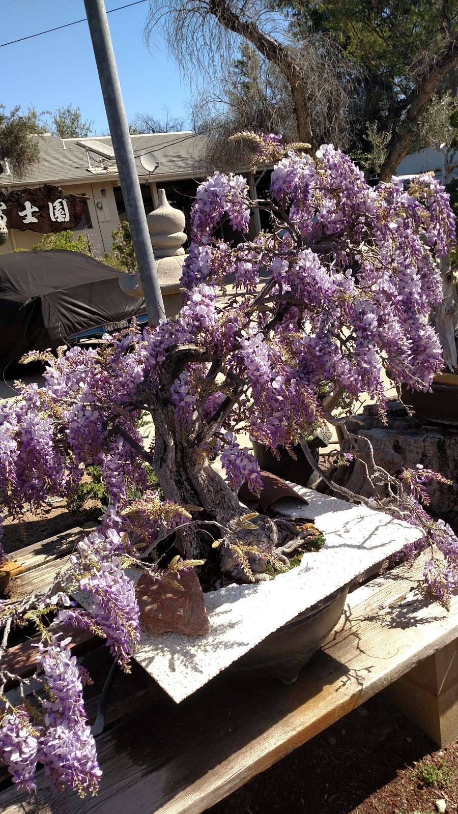 Fuji Bonsai Nursery | 13170 Glenoaks Blvd, Sylmar, CA 91342 | Phone: (818) 367-5372