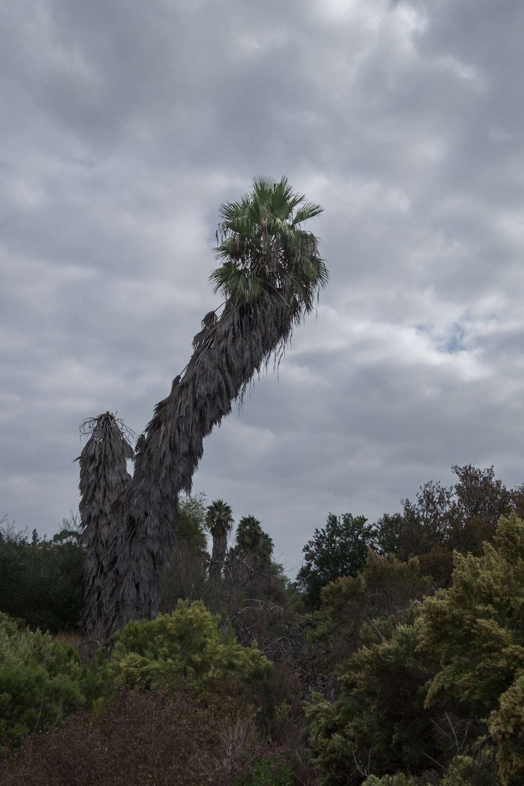 Navajo Canyon Open Space Park | San Diego, CA 92120