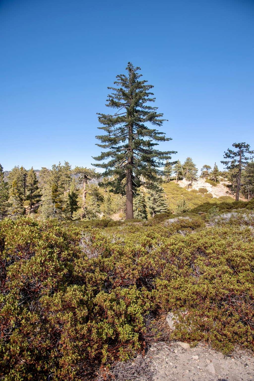 Childrens Forest Trailhead | 20557-20655 Keller Peak Rd, Big Bear, CA 92314, USA | Phone: (951) 413-9325